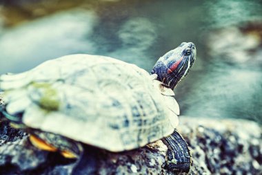 güneşli bir günde bir su birikintisi turtle.