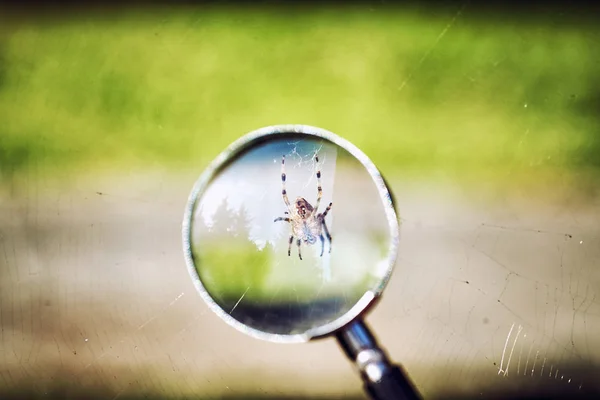 Magnifier on a background of green vegetation — Stock Photo, Image