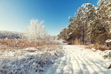 Güzel kış günbatımı Karda ağaçlarla