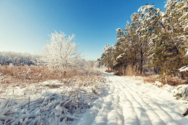 Hermosa puesta de sol de invierno con árboles en la nieve — Foto de Stock