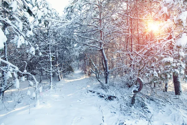 Belo pôr do sol de inverno com árvores na neve — Fotografia de Stock