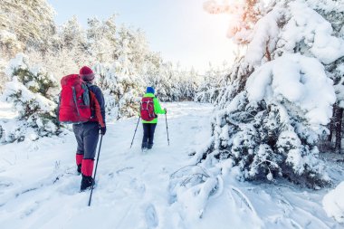 Turistler kış ormanda yürüyor.