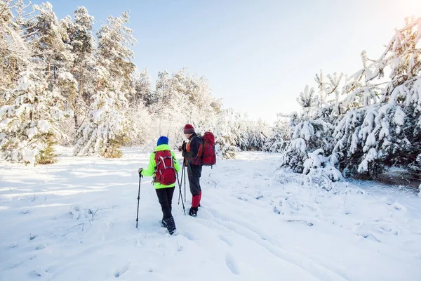 Turistas Estão Caminhando Floresta Inverno — Fotografia de Stock