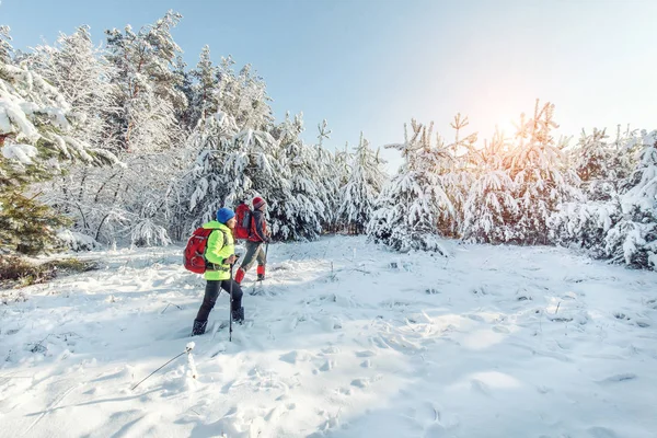 Les Touristes Marchent Dans Forêt Hiver — Photo