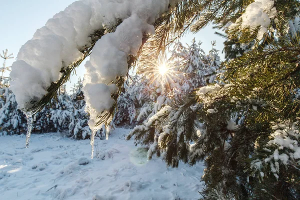 Belo pôr do sol de inverno com árvores na neve — Fotografia de Stock