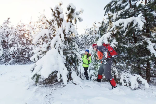 Los Turistas Están Caminando Bosque Invierno — Foto de Stock