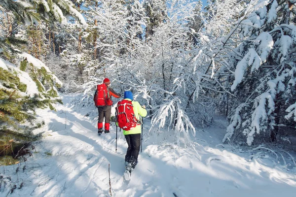 Touristen Spazieren Winterwald — Stockfoto
