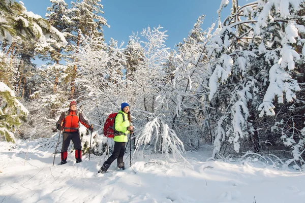 Los Turistas Están Caminando Bosque Invierno — Foto de Stock