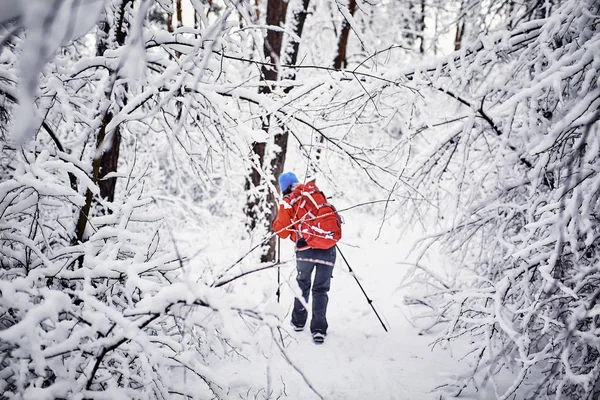 Tourists Walking Winter Forest — Stock Photo, Image