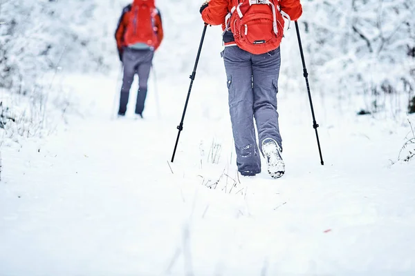 Turistas Estão Caminhando Floresta Inverno — Fotografia de Stock