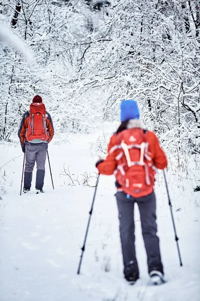 Turistas Estão Caminhando Floresta Inverno — Fotografia de Stock