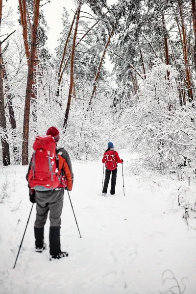 Tourists are walking in the winter forest.