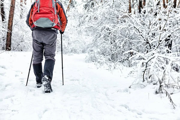 観光客が冬の森で歩いています — ストック写真