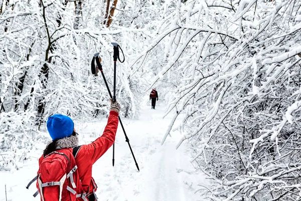 Turisti Camminano Nella Foresta Invernale — Foto Stock