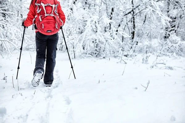 Tourists are walking in the winter forest.