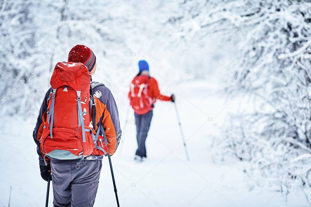 Tourists are walking in the winter forest.