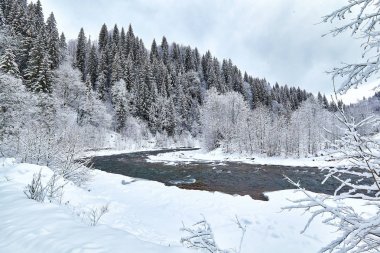Kış Ladin ormanı geniş dolambaçlı yol.