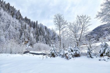 Kış Ladin ormanı geniş dolambaçlı yol.