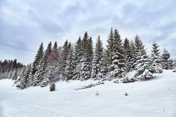 Amplio camino sinuoso a través del bosque de abeto de invierno . — Foto de Stock