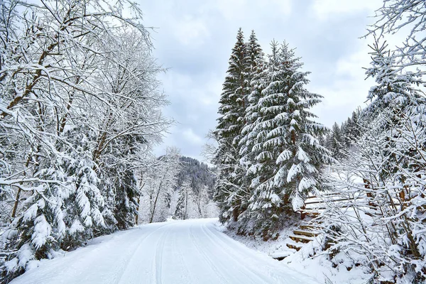 Amplio camino sinuoso a través del bosque de abeto de invierno . — Foto de Stock