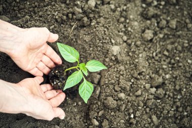 Dişi Eller Genç Bitkiler Ediyor. Bahçe Konsepti