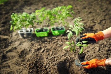 Domates eken çiftçi organik bahçede filizleniyor.