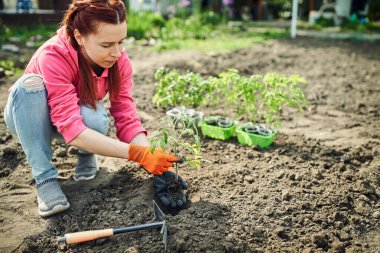 Domates eken çiftçi organik bahçede filizleniyor.
