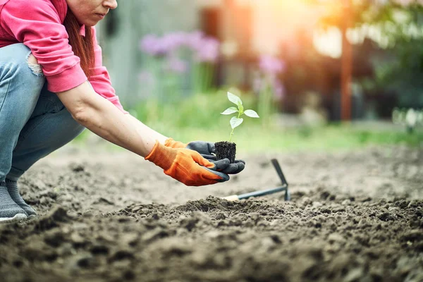 Las Manos Femeninas Plantando Plantas Jóvenes Concepto Jardín — Foto de Stock