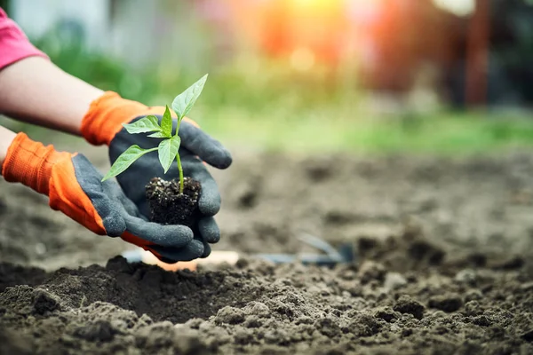 Female Hands Planting Young Plants Garden Concept — Stock Photo, Image