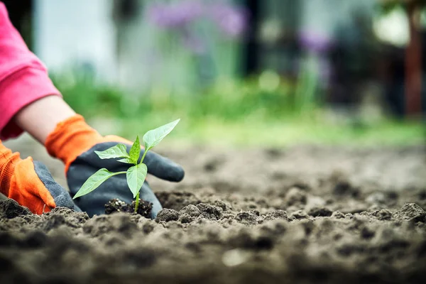 Female Hands Planting Young Plants Garden Concept — Stock Photo, Image