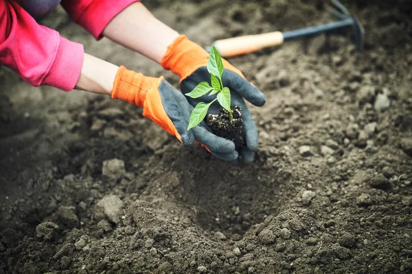 Female Hands Planting Young Plants Garden Concept — Stock Photo, Image