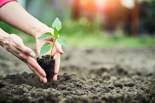 Female Hands Planting Young Plants Garden Concept — Stock Photo, Image