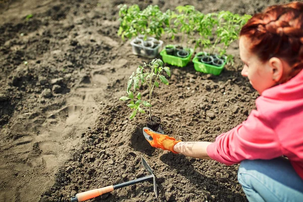 Boer Planten Tomaten Zaailing Biologische Tuin — Stockfoto