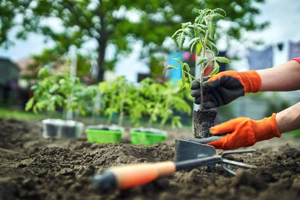 Farmer Planting Tomatoes Seedling Organic Garden — Stock Photo, Image