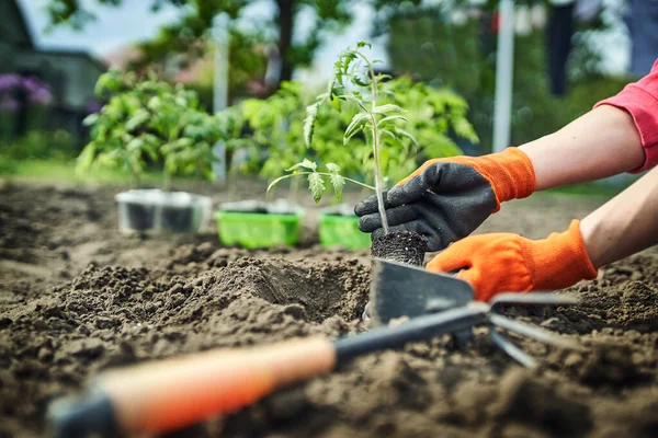 Domates Eken Çiftçi Organik Bahçede Filizleniyor — Stok fotoğraf