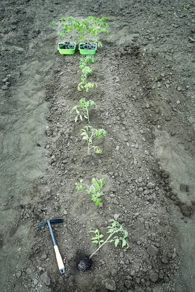 유기농 정원에 토마토를 재배하는 농부들 — 스톡 사진