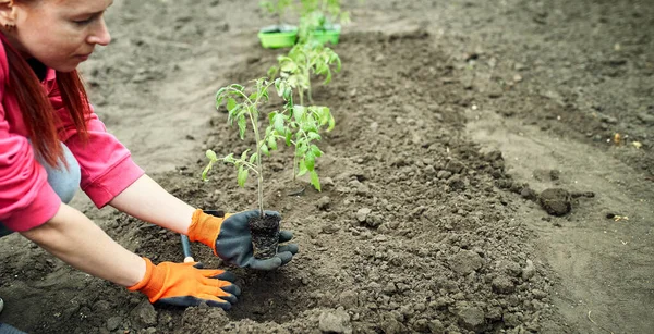 Boer Planten Tomaten Zaailing Biologische Tuin — Stockfoto