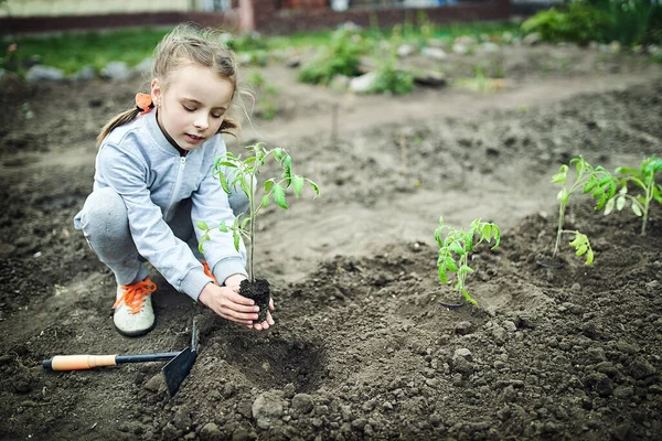 Boer Planten Tomaten Zaailing Biologische Tuin — Stockfoto