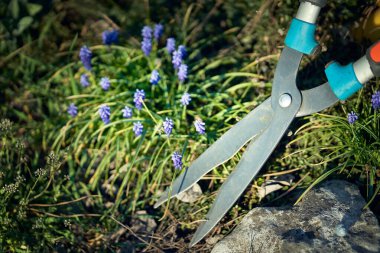 Bahçe işleri, baharda bahçeye fidanlar ekmek..