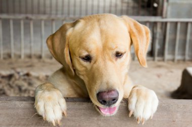 Kahverengi köpek durdu ve kafes üzerinde bekleyin 