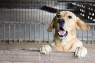 Kahverengi köpek durdu ve bir dakika içinde belgili tanımlık kafes komik surat ile