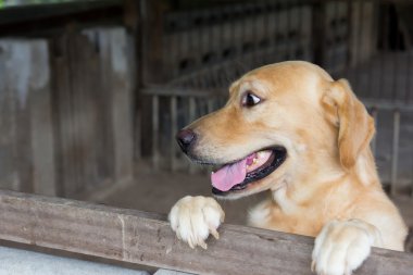 Köpek kafes komik surat ile üzerinde durdu