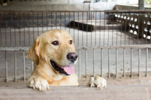 Brown cão ficou e esperar sobre a gaiola — Fotografia de Stock