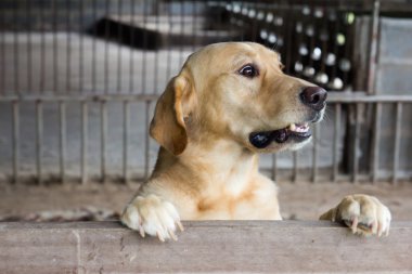Kahverengi köpek durdu ve kafes üzerinde bekleyin 