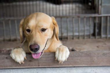 Kahverengi köpek durdu ve kafes üzerinde bekleyin 