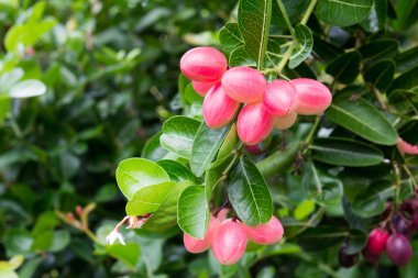 Karanda veya Carunda ya da İsa'nın Thom meyve arka plan