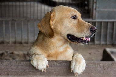 Kahverengi köpek durdu ve kafes üzerinde bekleyin 