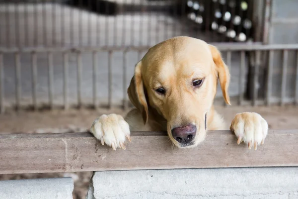 Kahverengi köpek durdu ve kafes üzerinde bekleyin — Stok fotoğraf