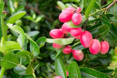 Karanda veya Carunda ya da İsa'nın Thom meyve arka plan
