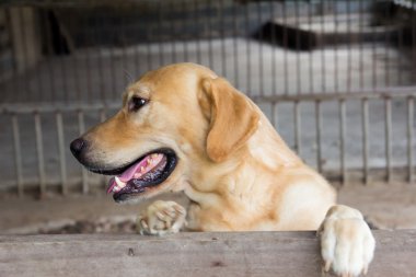 Kahverengi köpek durdu ve kafes üzerinde bekleyin 